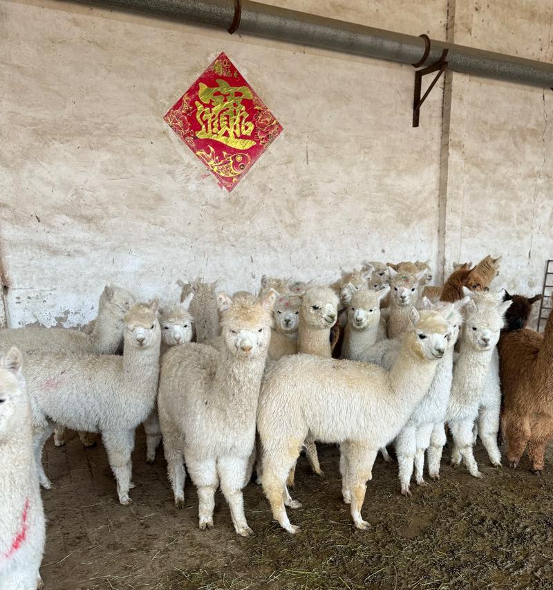建水羊驼餐厅的特色与顾客评价如何？