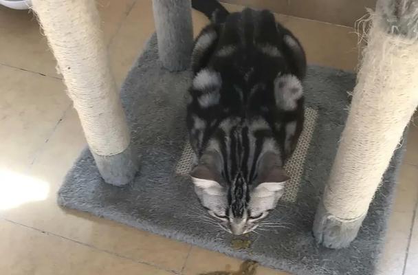 猫咪不吃东西却埋猫砂是为什么？
