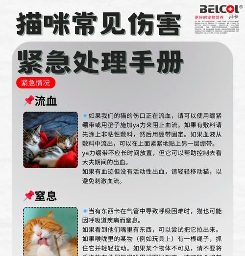 猫吃毒猫粮中毒了会怎么样？如何急救？