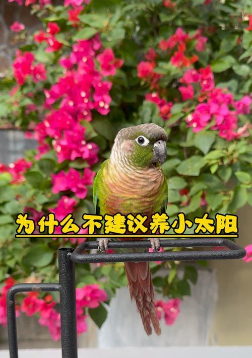 小太阳偷吃猫粮有生命危险吗？