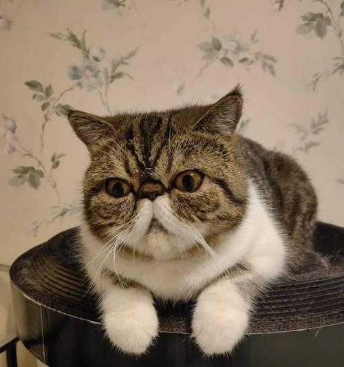 加菲猫适合吃雪雕猫粮吗？有什么好处？