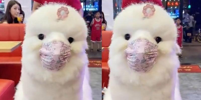 羊驼吐口水食品如何应对？