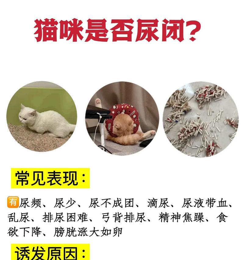 哪些猫粮成分可能导致猫尿闭？