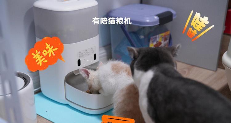 猫粮机如何自动使用？