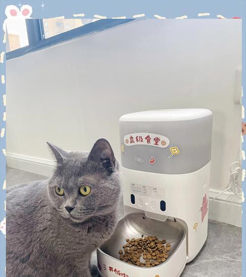 猫粮机如何自动使用？