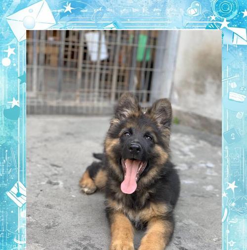德牧吃幼犬粮多少合适啊？喂食量的正确计算方法？