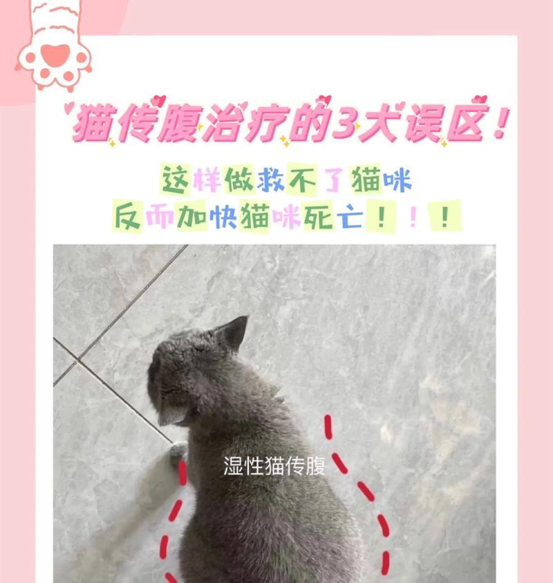 猫传腹不吃猫粮不拉屎怎么办？如何刺激猫咪的食欲？