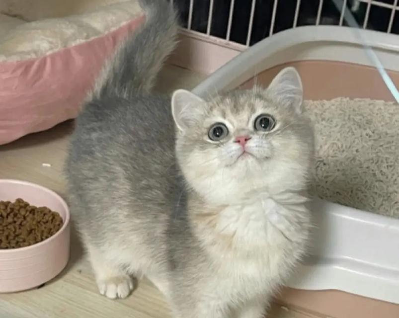 蓝金猫咪适合哪种猫粮？有哪些优质选择？