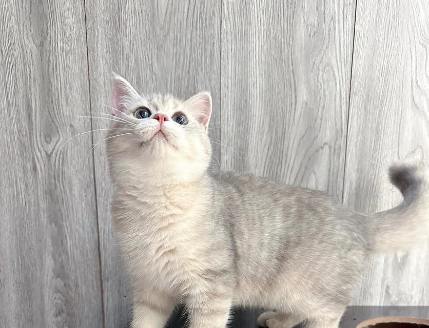 蓝金猫咪适合哪种猫粮？有哪些优质选择？