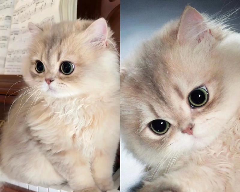 蓝金猫咪适合哪种猫粮？有哪些优质选择？