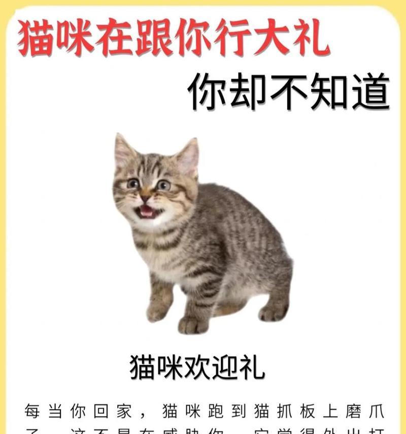 邻居谁借猫粮怎么说话的？如何礼貌地提出请求？