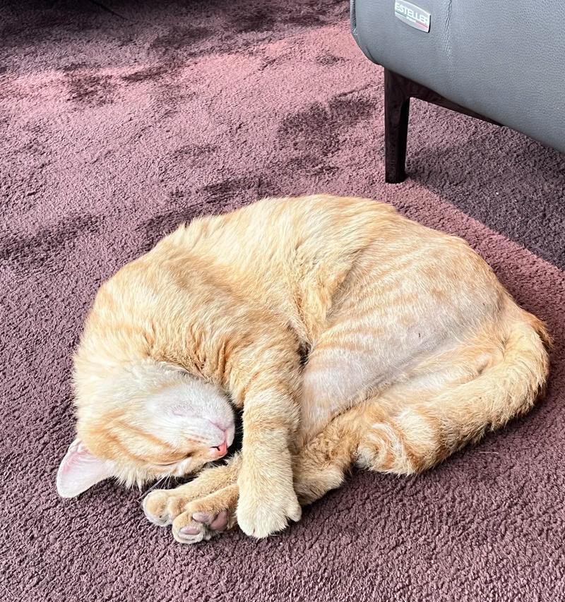 流浪猫为何既凶猛又渴望猫粮？