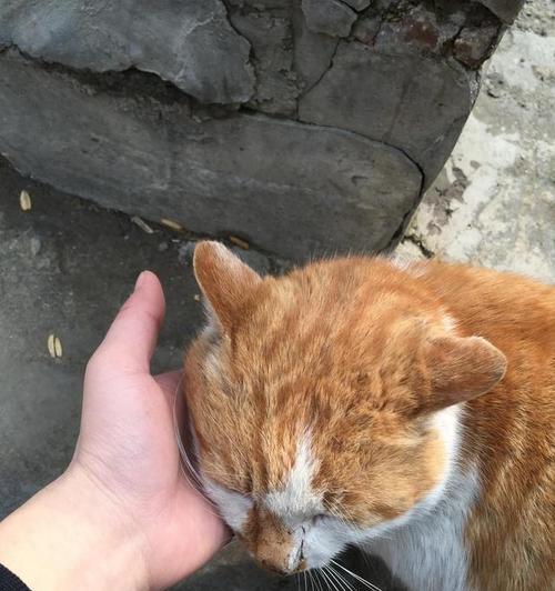 流浪猫为何既凶猛又渴望猫粮？