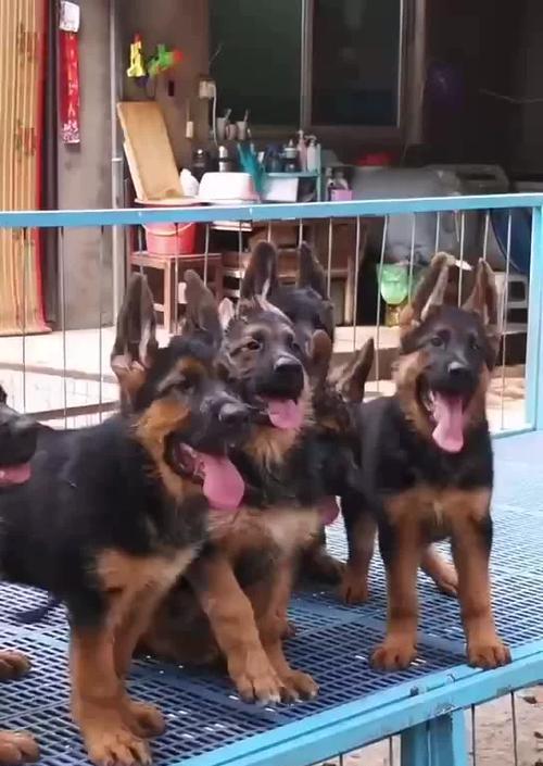 养七只德牧幼犬的费用是多少？