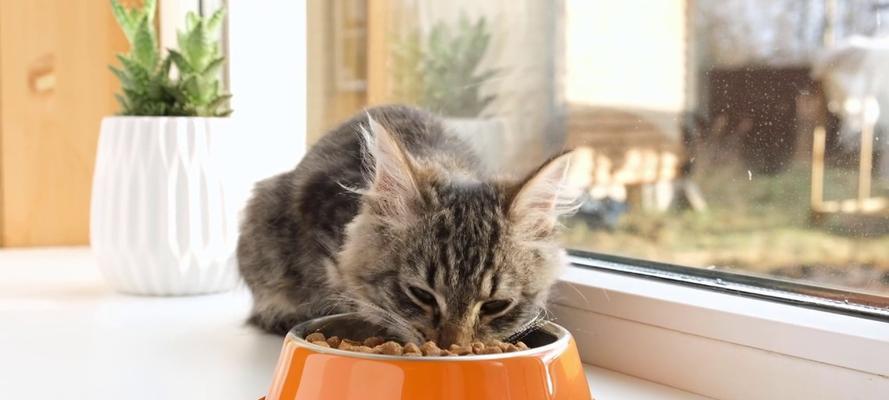 白色猫吃猫粮的品种是什么？