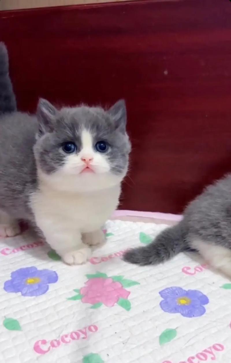 白色猫吃猫粮的品种是什么？