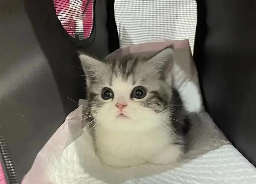 白色猫吃猫粮的品种是什么？