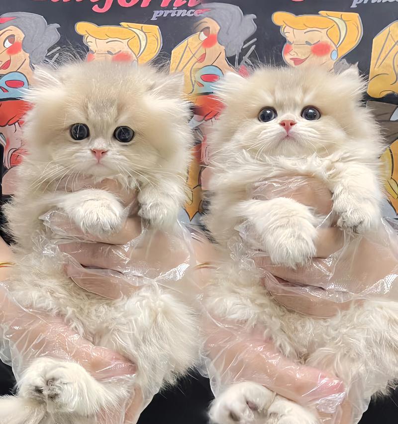 蓝金长毛猫最适合哪种猫粮？