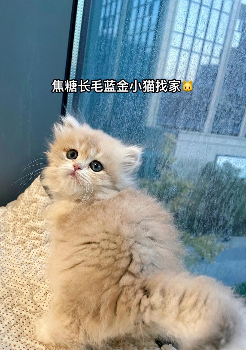 蓝金长毛猫最适合哪种猫粮？