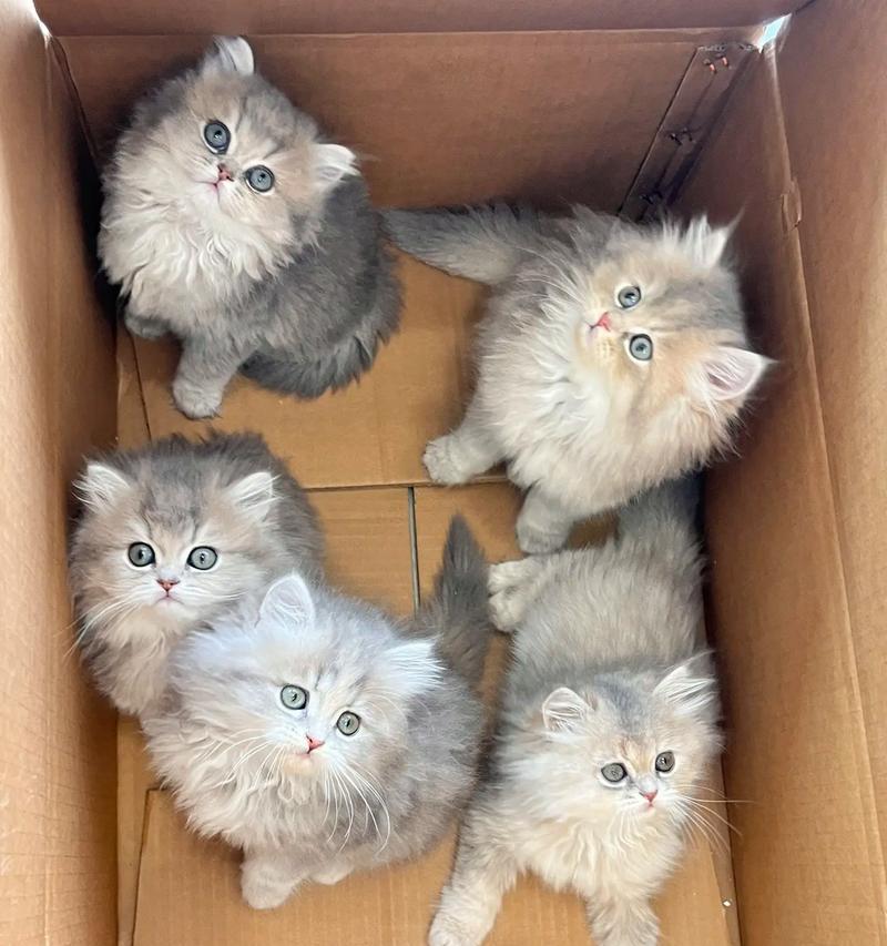 蓝金长毛猫最适合哪种猫粮？