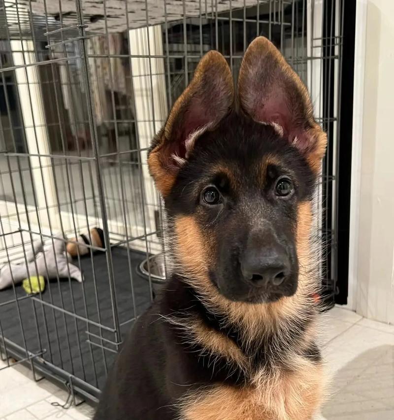 德牧幼犬的市场价格是多少？购买德牧幼犬需要注意哪些事项？