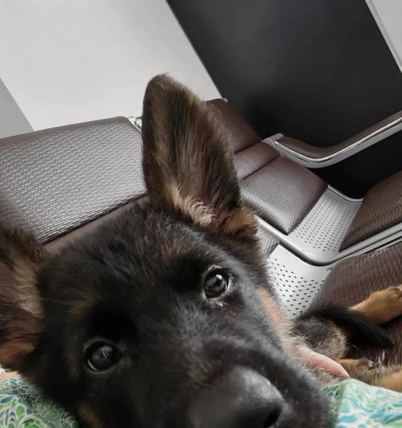 德牧幼犬的市场价格是多少？购买德牧幼犬需要注意哪些事项？