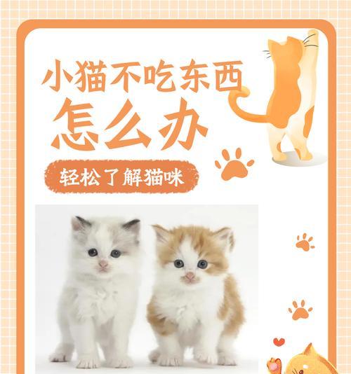 猫咪不吃饭？如何正确喂粮？