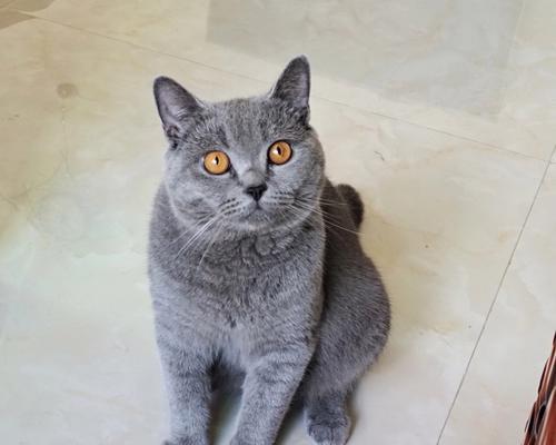 蓝猫除了猫粮还应该吃什么？