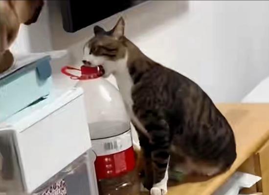 美国猫咪偷食猫粮后应如何处理？
