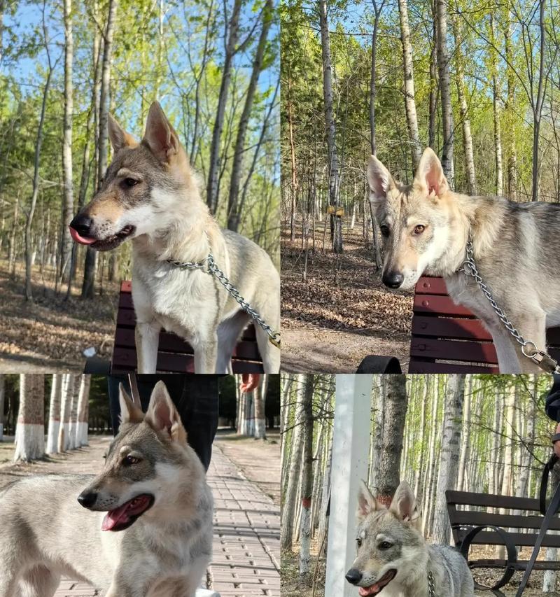 捷克狼犬和德国牧羊犬的价格分别是多少？购买时应注意哪些事项？