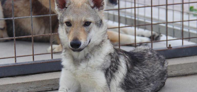 捷克狼犬和德国牧羊犬的价格分别是多少？购买时应注意哪些事项？