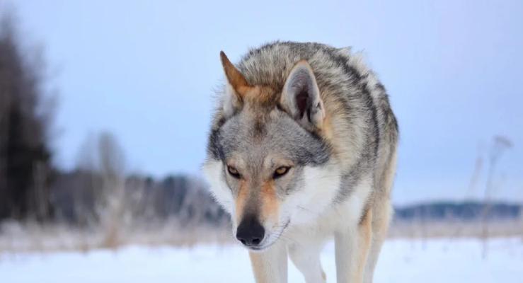捷克狼犬和德国牧羊犬的价格分别是多少？购买时应注意哪些事项？