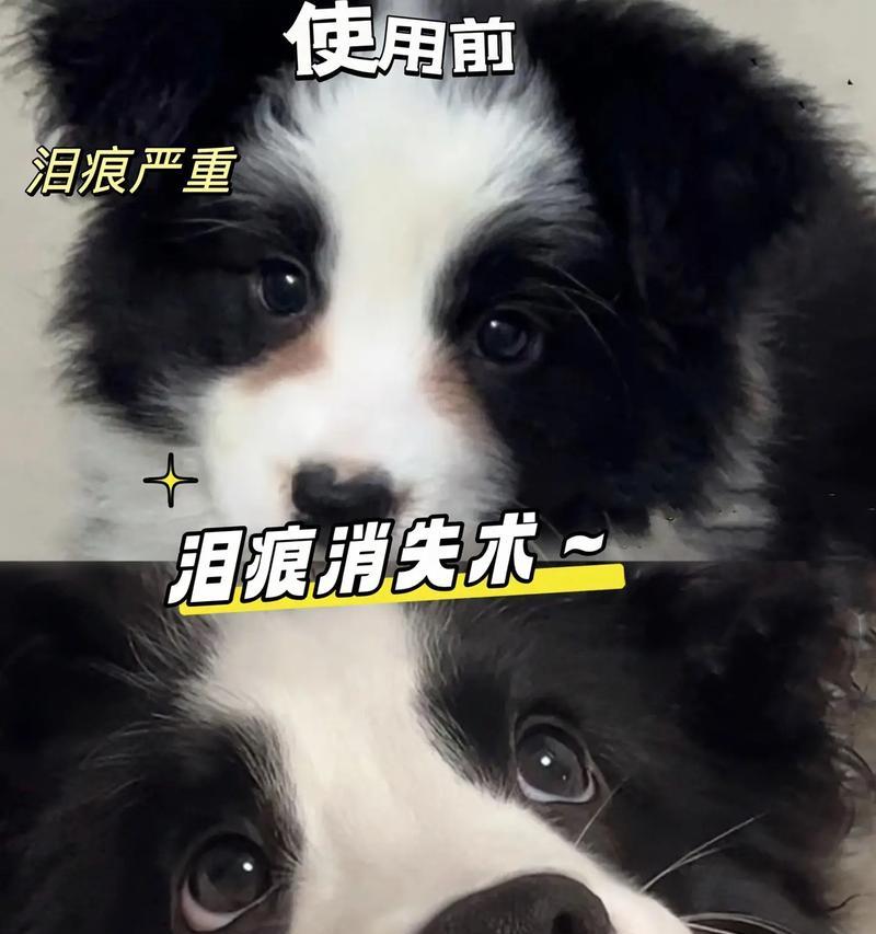 雪纳瑞泪痕问题如何解决？去泪痕神器价格是多少？
