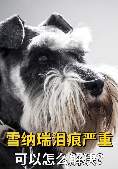 雪纳瑞泪痕问题如何解决？去泪痕神器价格是多少？