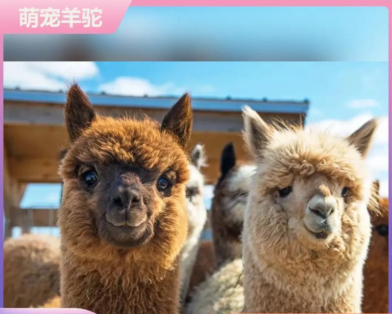 临漳地区现在可以养羊驼吗？