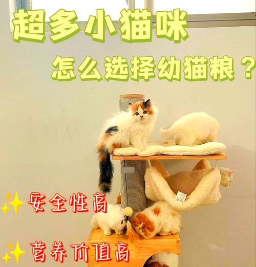 幼猫为何偏爱猫粮？如何应对？