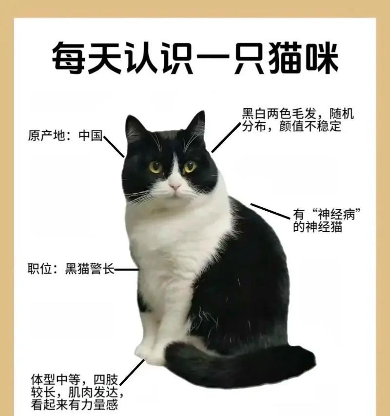 奶牛猫三年龄适合哪种猫粮？