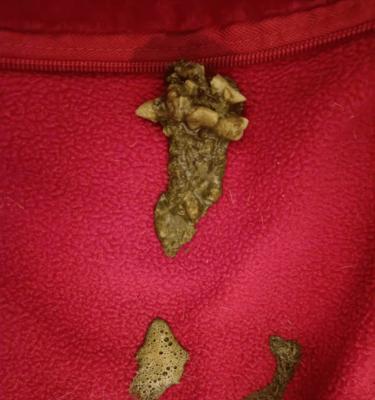 猫粮中出现红色颗粒是什么原因？对猫咪健康有影响吗？