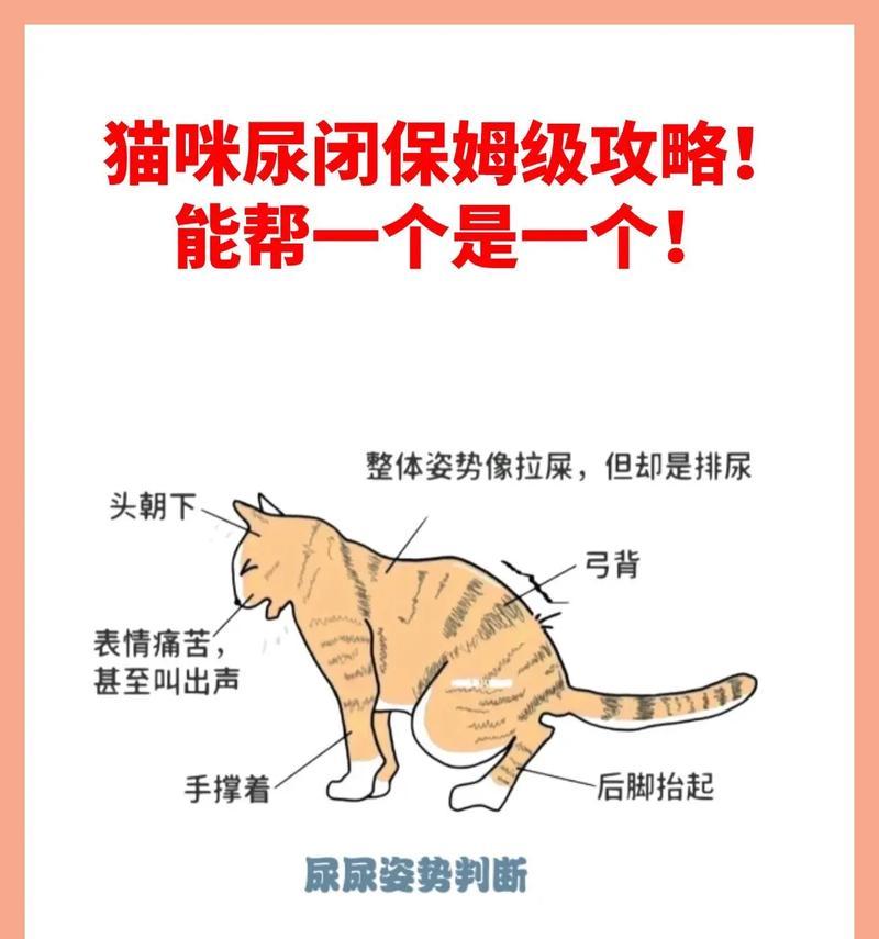 湿粮猫粮尿闭了怎么办？湿粮导致尿闭的解决方法是什么？