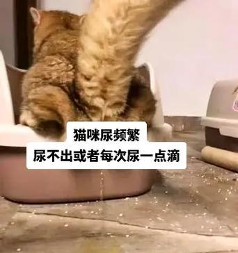 湿粮猫粮尿闭了怎么办？湿粮导致尿闭的解决方法是什么？