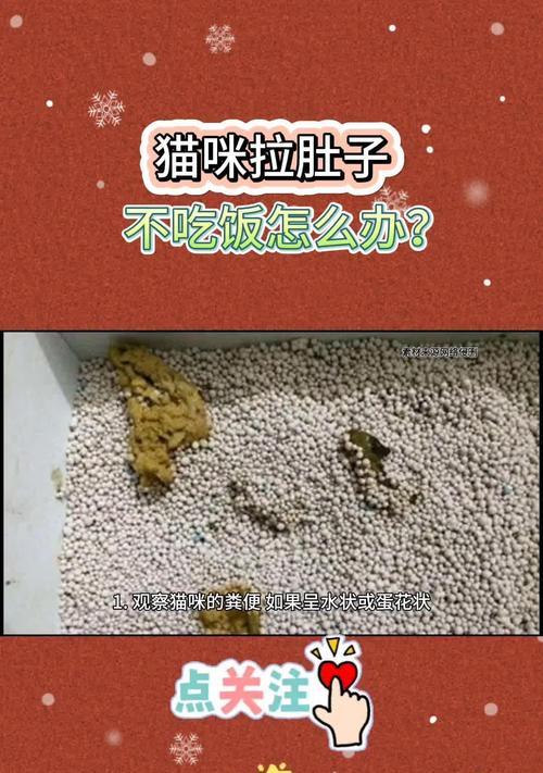 小猫吃到干净猫粮怎么办？我该如何处理这个问题？