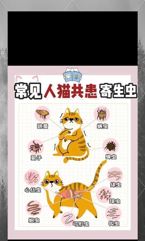 猫粮盆出现虫子怎么处理？如何预防虫子进入猫粮盆？