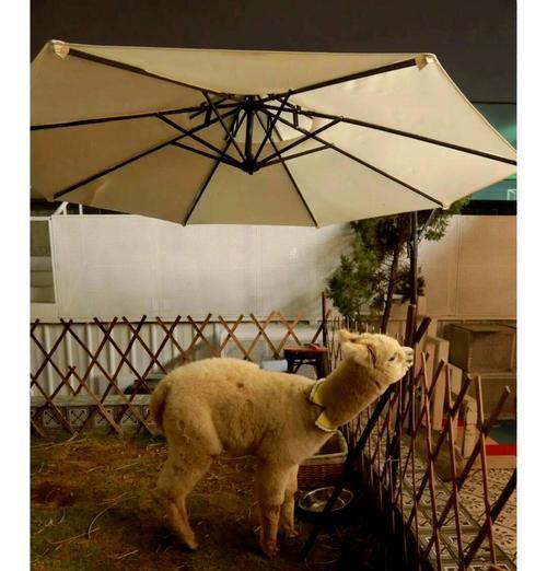 如何为羊驼制作围脖？步骤和材料是什么？