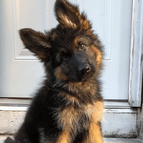 德牧幼犬何时开始驱虫？驱虫的最佳时间是什么时候？