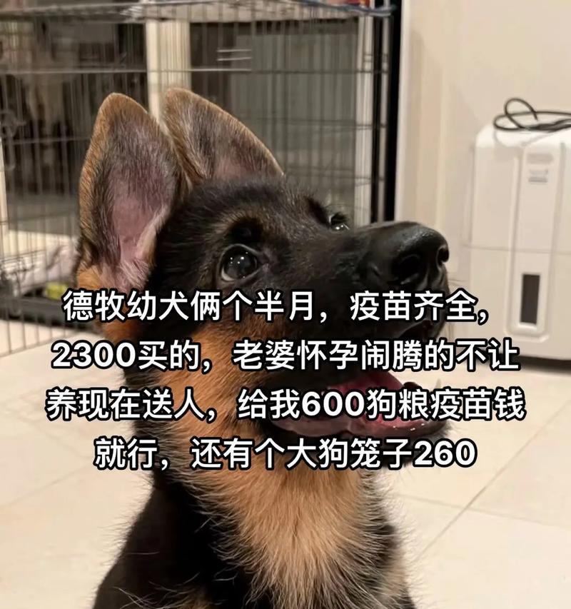 德牧幼犬何时开始驱虫？驱虫的最佳时间是什么时候？