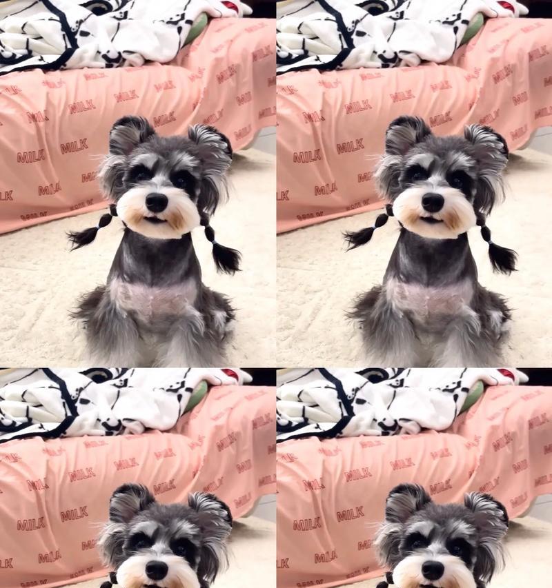 雪纳瑞为何归类为宾沙犬后代？雪纳瑞与宾沙犬的关系是什么？