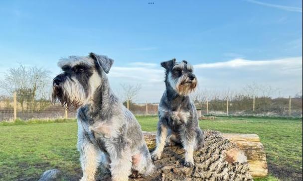雪纳瑞为何归类为宾沙犬后代？雪纳瑞与宾沙犬的关系是什么？