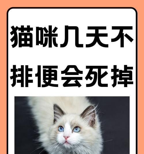 猫粮吸收好为何会导致猫咪排便臭？