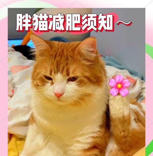 橘猫的猫粮总是被抢怎么回事？如何解决猫粮争夺问题？