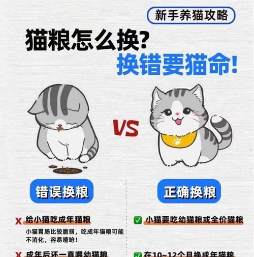 幼猫换粮时应该吃什么食物？